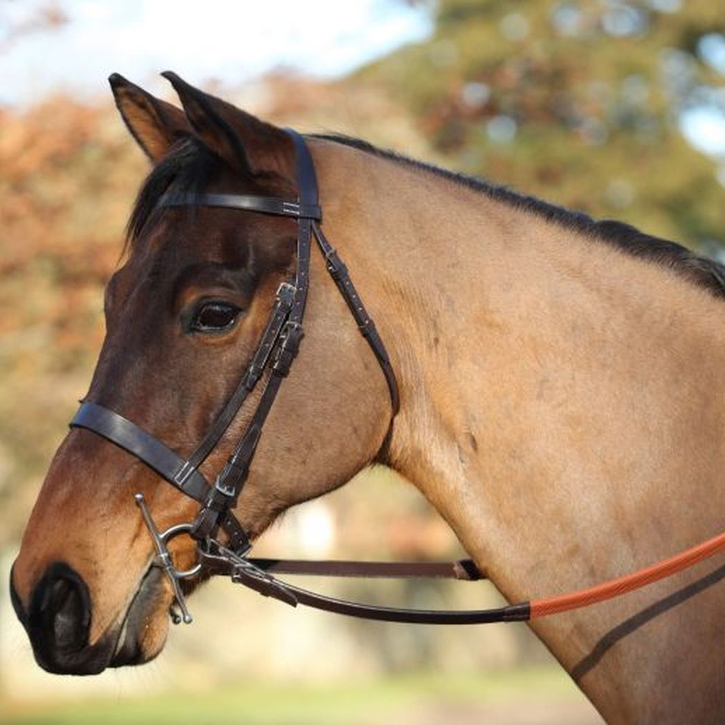 EJ Wicks 4* Exercise Bridle