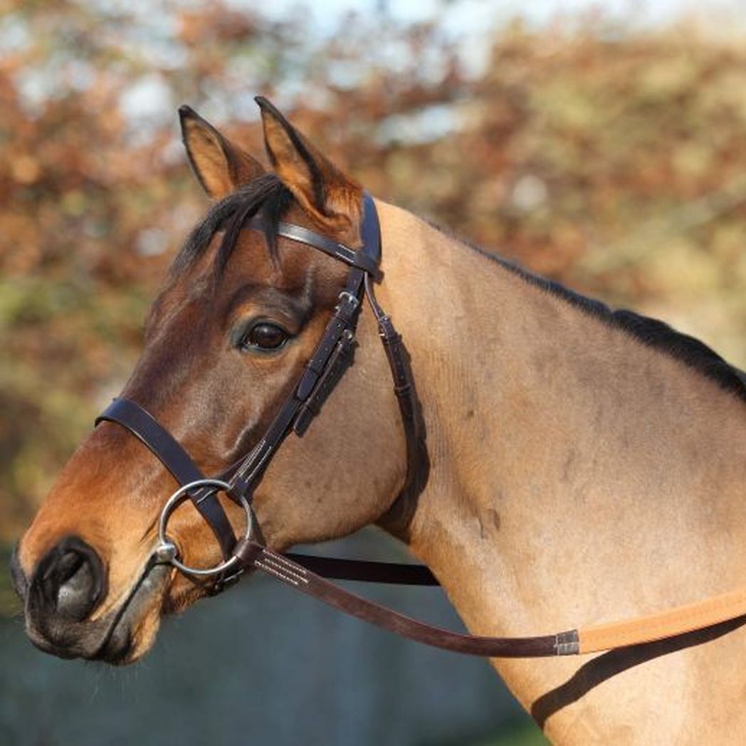 EJ Wicks 4* Exercise Bridle