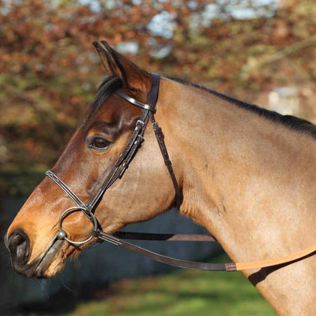 EJ Wicks 4* Race Bridle