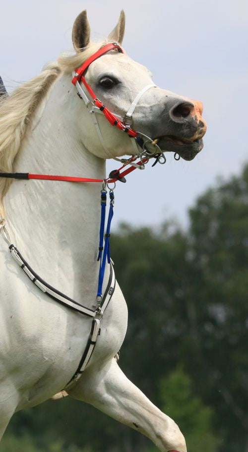 Zilco Endurance Martingale