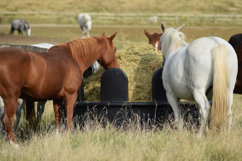 Durabale Hay Feeder