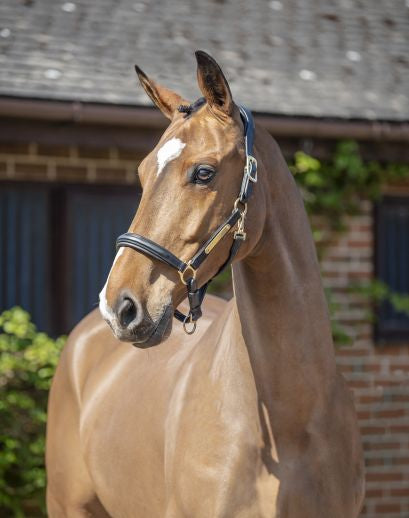 Henry James Comfort 3D Air Headcollar