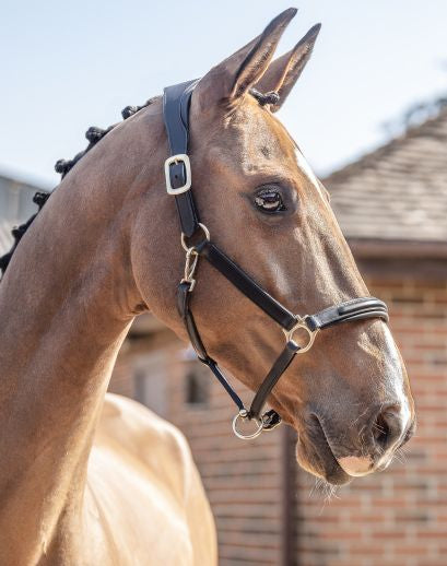 Henry James Comfort 3D Air Headcollar