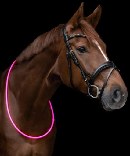 Waldhausen LED Neck Band