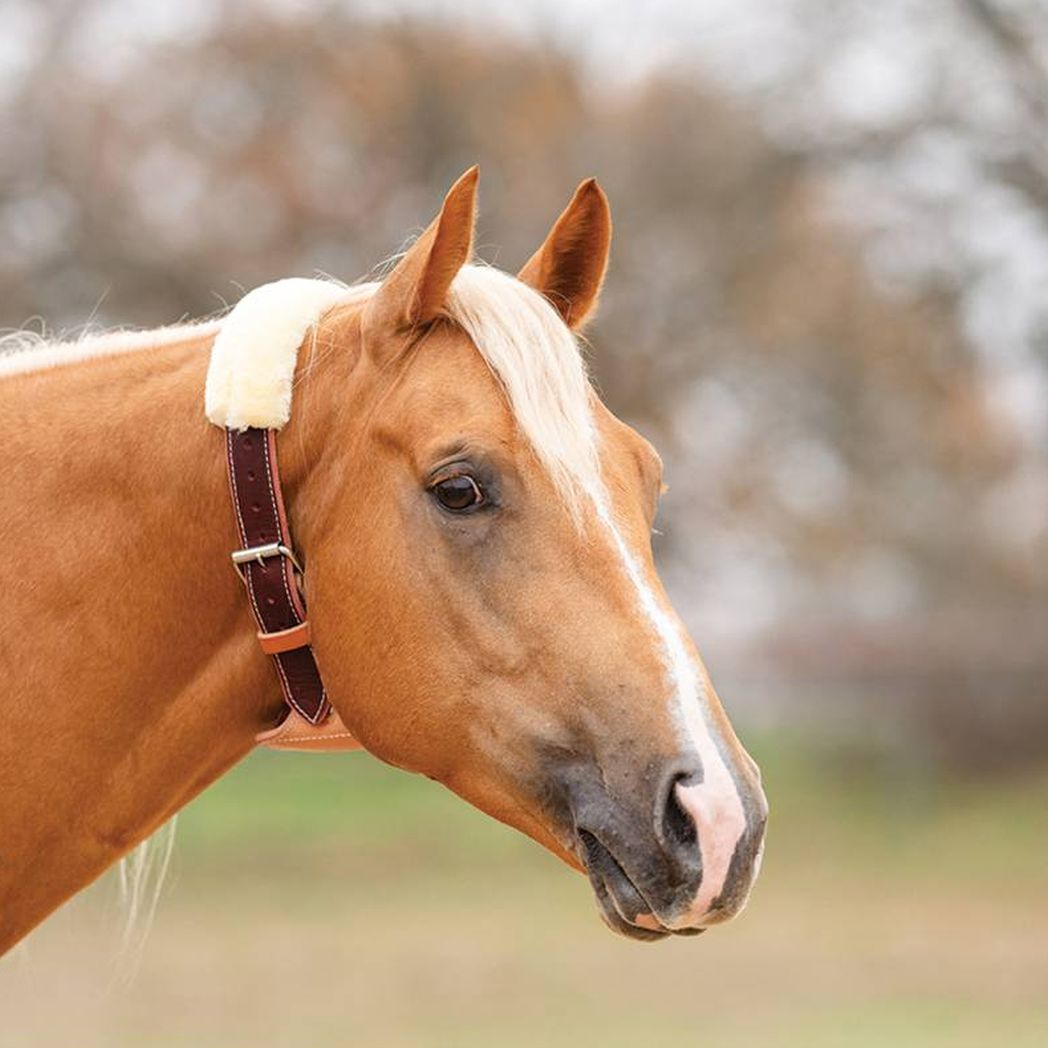 Professional's Choice The Dare Cribbing Collar