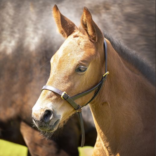 Velociti Gara Leather Foal Slip