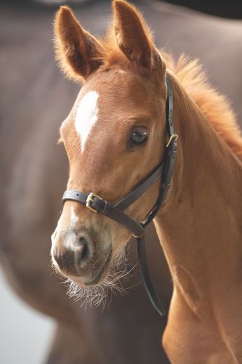 Velociti Gara Leather Foal Slip