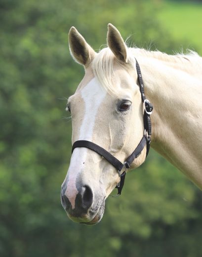  Wessex Nylon Headcollar