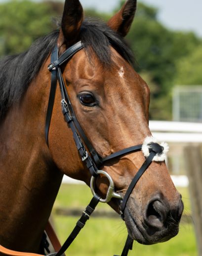 Zilco Grackle Noseband