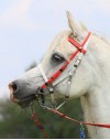 Zilco Deluxe 2-Part Bridle - Halter