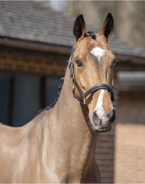 Henry James Comfort 3D Air Headcollar