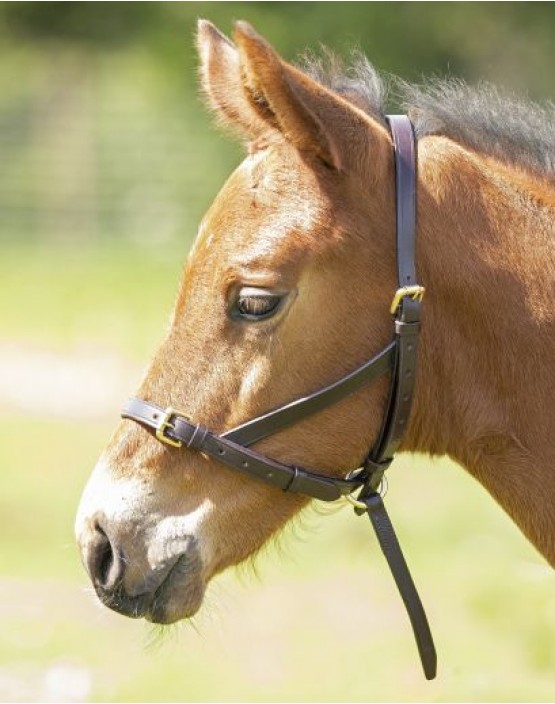 Velociti Gara Leather Foal Slip